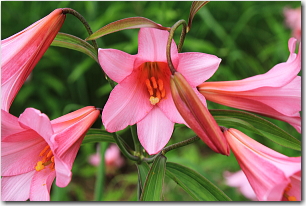 ここの花は、薄い桃色と濃いピンクの２種類。
